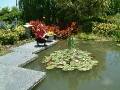Waterlilies Sarah_2 